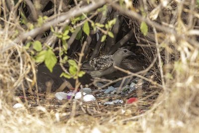 Great Bowerbird (Chlamydera nuchalis)