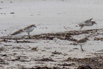 Red-capped Plover (Charadrius ruficapillus)