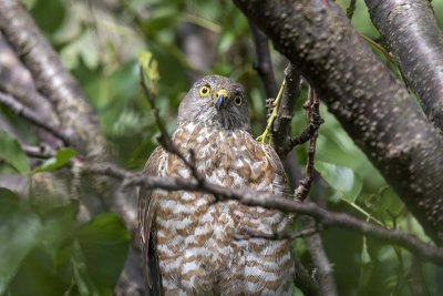 Brown Goshawk (Accipiter fasciatus)