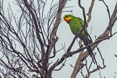 Superb Parrot (Polytelis swainsonii)