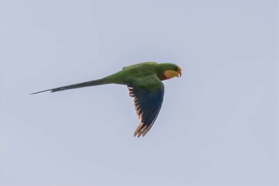 Superb Parrot (Polytelis swainsonii)