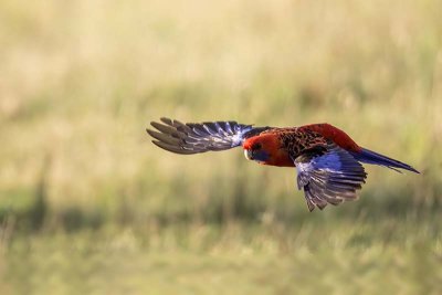 Crimson Rosella (Platycercus elegans)