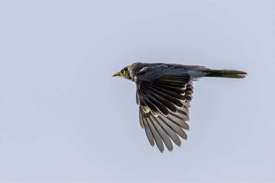 Noisy Miner (Manorina melanocephala)