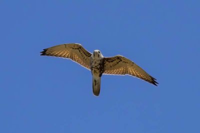 Brown Falcon (Falco berigora)