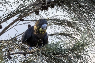 Glossy Black Cockatoo (Calyptorhynchus lathami)