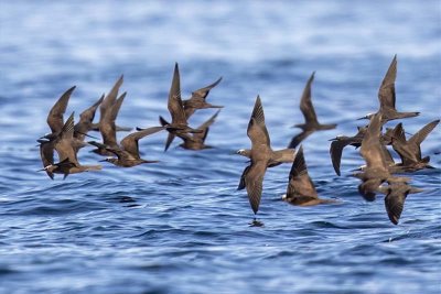 Brown Noddy (Anous stolidus)