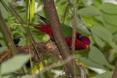 Papuan Lorikeet (Charmosyna papou)