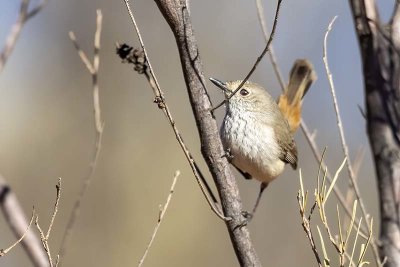Chestnut-rumped Thornbill (Acanthiza uropygialis)