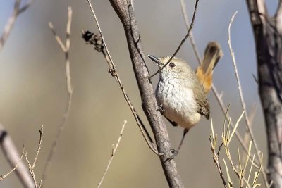 Chestnut-rumped Thornbill (Acanthiza uropygialis)