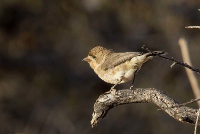 Southern Whiteface (Aphelocephala leucopsis)