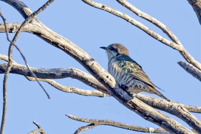 Horsfield's Bronze Cuckoo (Chrysococcyx basalis)