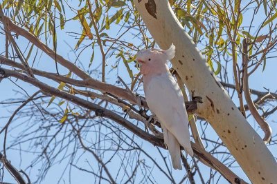 Major Mitchell's Cockatoo (Lophochroa leadbeateri)