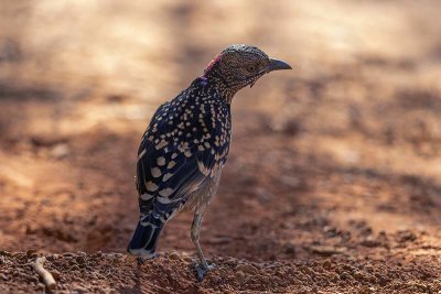 Western Bowerbird (Chlamydera guttata)