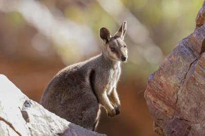 Black-flanked Rock-wallaby (Petrogale lateralis)