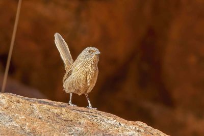 Dusky Grasswren (Amytornis purnelli) -- male