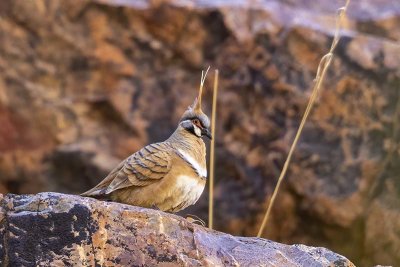 Spinifex Pigeon (Geophaps plumifera)