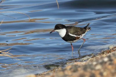 Red-kneed Dotterel (Erythrogonys cinctus)