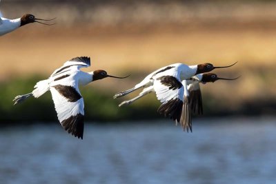 Red-necked Avocet (Recurvirostra novaehollandiae)