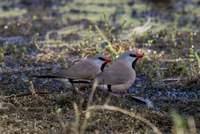 Long-tailed Finch (Poephila acuticauda)