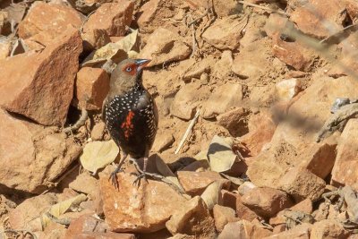 Painted Finch (Emblema pictum)