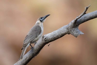 Little Friarbird (Philemon citreogularis)