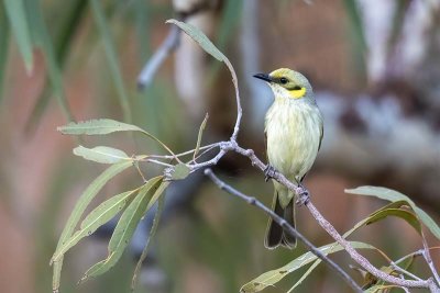 Grey-fronted Honeyeater (Ptilotula plumula)