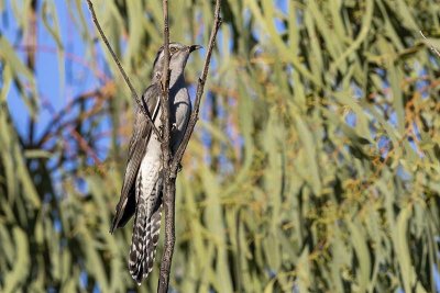 Pallid Cuckoo (Cacomantis pallidus)