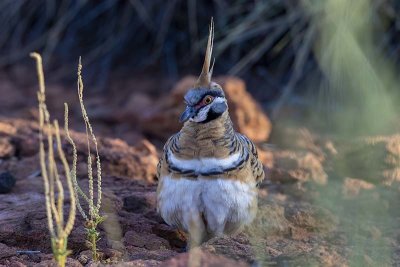 Spinifex Pigeon (Geophaps plumifera)