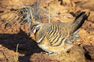 Spinifex Pigeon (Geophaps plumifera)