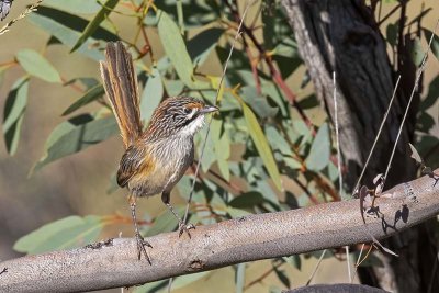 Rusty Grasswren (Amytornis rowleyi)