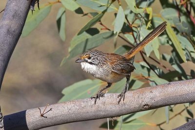 Rusty Grasswren (Amytornis rowleyi)