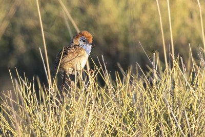 Rufous-crowned Emu-wren (Stipiturus ruficeps)