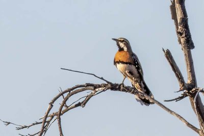 Chestnut-breasted Quail-thrush (Cinclosoma castaneothorax) -- male