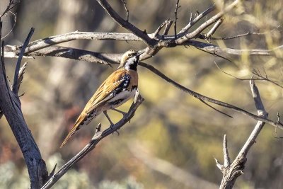 Chestnut-breasted Quail-thrush (Cinclosoma castaneothorax) -- male