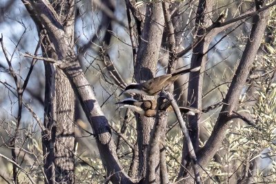 Australasian Babblers (Pomatostomidae)