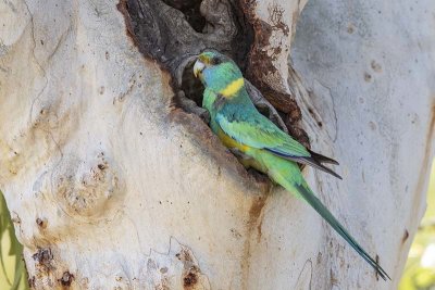 Australian Ringneck (Barnardius zonarius)