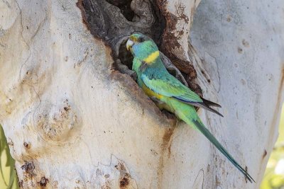 Australian Ringneck (Barnardius zonarius) -- suspecies Mallee