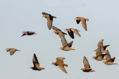 Flock Bronzewing (Phaps histrionica)
