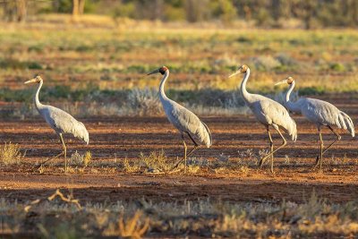 Brolga (Grus rubicunda)