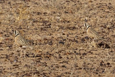 Plovers (Charadriidae)