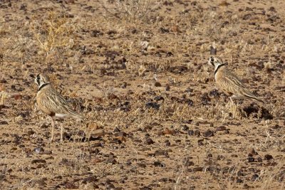 Inland Dotterel (Peltohyas australis)