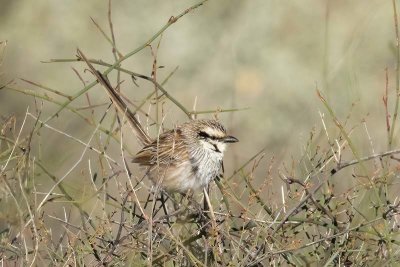 Grey Grasswren (Amytornis barbatus)