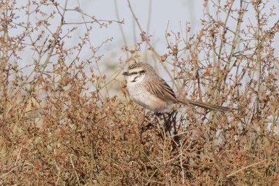 Grey Grasswren (Amytornis barbatus)