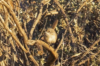 Thick-billed Grasswren (Amytornis modestus) -- subspecies cowarie