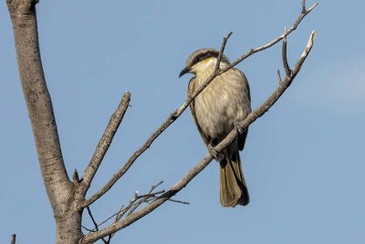 Singing Honeyeater (Lichenostomus virescens)