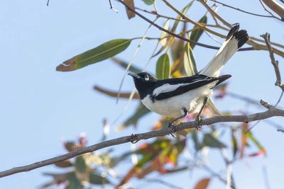 Pied Honeyeater (Certhionyx variegatus)