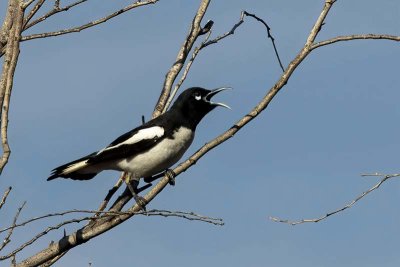 Pied Honeyeater (Certhionyx variegatus)