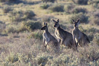 Australian Marsupials