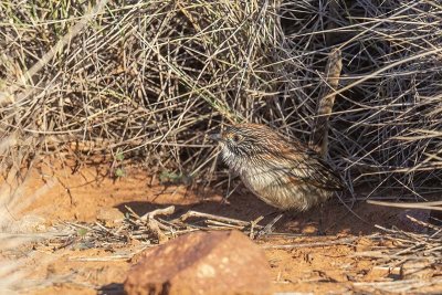 Short-tailed Grasswren (Amytornis merrotsyi)