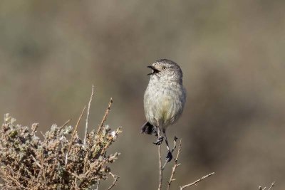 Slender-billed Thornbill (Acanthiza iredalei)